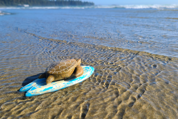 Sea Turtle - hero