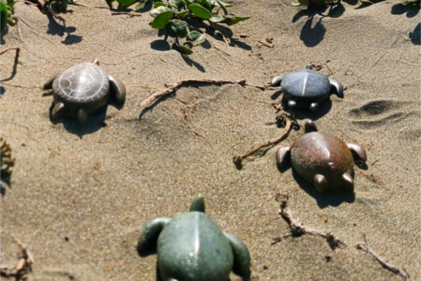 Sea turtles beach4