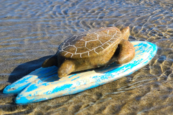 sea turtle surfing